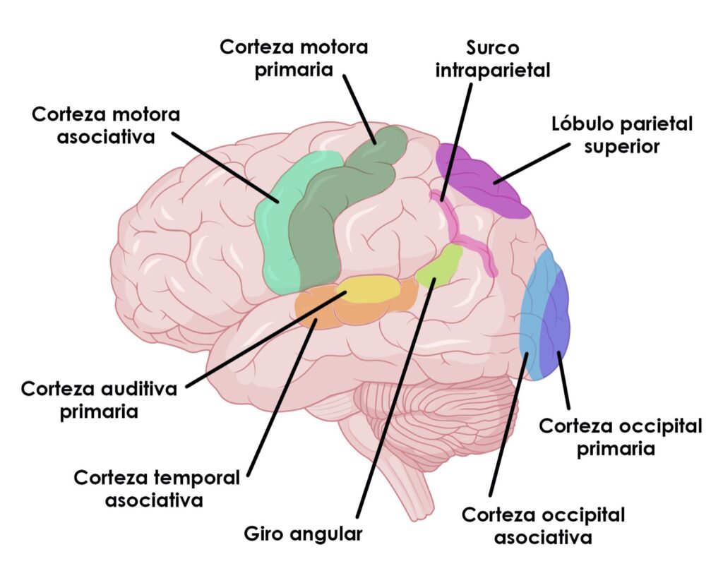 áreas cerebrales en escritura