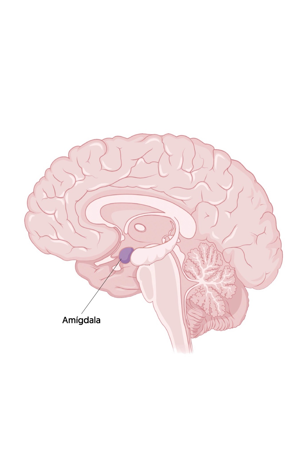 sistema límbico, emociones, amígdala