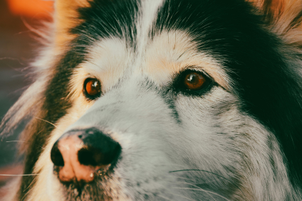 Fobia a los animales