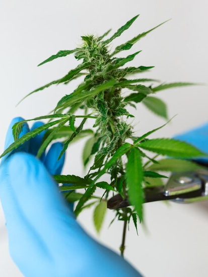 cannabis y psicosis trastorno psicológico cannabis psicosis