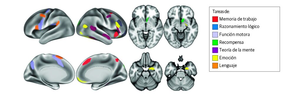 efectos del cannabis, cannabis y cerebro, memoria.